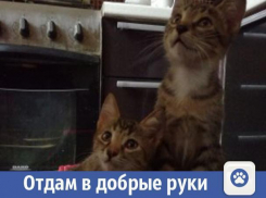 Ласковые и умные котята ищут дом в Волжском