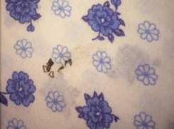 Ядовитый паук забрался в кроватку спящей малышки в Волжском