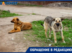 Бросаются на прохожих и защищают свои будки: волжанка призывает зоозащитников спасти хвостатых