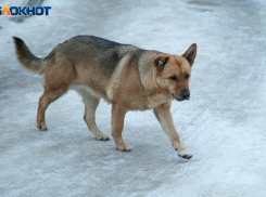 77% опрошенных волжан признались, что жизнь им портят бездомные собаки на улицах Волжского