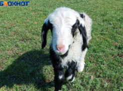 Новорожденного Альпи подобрали на обочине и приютили в зоопарк Волжского