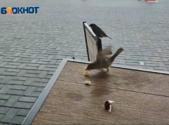 Серые попрошайки отбирают еду у волжан прямо у кафе: видео