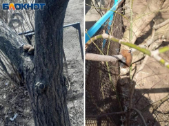 Спасенная в Волжском нетопырь «хомячит» личинки за обе щеки. Видео