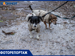 Первый снег в Волжском: город окутала предновогодняя сказка