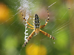 Красивый паук напугал волжанку