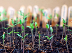 Тестируем семена на всхожесть