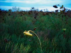 Волжан-аллергиков предупреждают об амброзии
