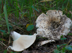 Волжане охотятся за белыми подгруздками и отмывают их от мусора