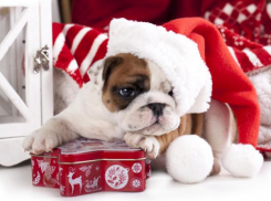 В первый день года собаки синоптики пообещали «ноль»