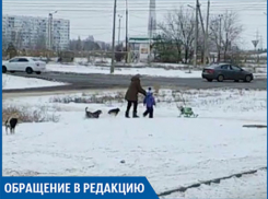 В новой части города свора собак напала на женщину с ребенком, - волжанин