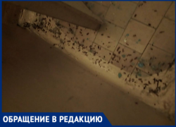 «Беспределу нет предела»: волжская УК заварила мусоропровод, вызвав эпидемиологическую катастрофу в доме