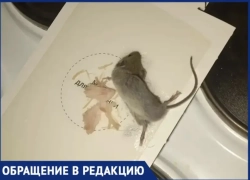 Волжанка пожаловалась на мышей и тараканов в доме на Профсоюзов