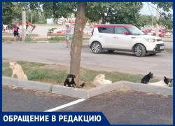 Стая диких собак поселилась в парке «Волжский»