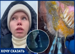 Мужчина в маске пробрался в конюшню и отравил животных кислотой в Волжском