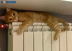 В Волгоградской области суд заставил хозяйку убрать 11 кошек из свой квартиры