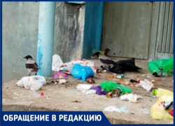 «Вороны раскидывают мусор и нападают на жителей», - волжанка рассказала о необычной проблеме