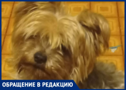 «Собака осталась на улице»: волжанке не возвращают забытого йоркширского терьера