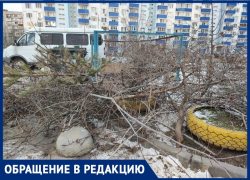 Кладбище новогодних ёлок устроили во дворе в Волжском: видео