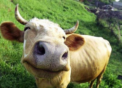 Двое волгоградцев промышляли кражами скота у фермеров