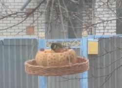 Жители Волгоградской области помогают птицам пережить зиму