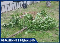 Неизвестные спилили молодые деревья в Волжском: видео