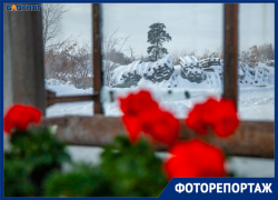 Они украшали голову царя: легенды о популярных в современности цветах