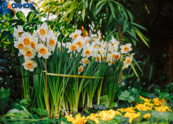Волжанам покажут весну: выставка тюльпанов и нарциссов пройдёт в оранжерее
