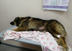 Отравленного чипированного пса бросили умирать около школы в Волжском