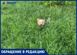 В Волжским собачки теряются в траве у подъездов: видео