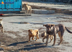 Большинство волжан не верят, что администрация решит проблему с бездомными собаками