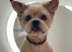 Схватил и унес: в Волжском среди бела дня похитили йорка Масика