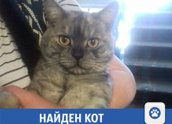 Найден кот: ищем старых или новых хозяев среди волжан