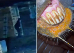 В Волжском полиция расследует дело с отравлением лошадей на конюшне