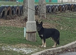 Волжский ищет хозяина: возле школы во дворах появился молодой кобель овчарки