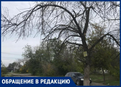 «Сухостой у входа в магазин может обернуться бедой», - волжанин об опасном соседстве