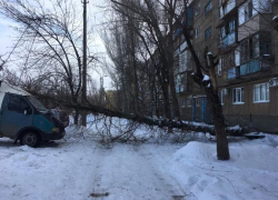 В Волжском рухнувшее во дворе дерево перегородило дорогу