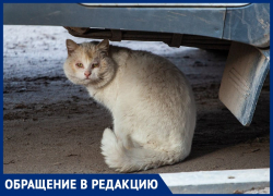 Жители МКД устроили «зоопарк» в квартире в Волжском