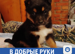 Красавица Мэгги ищет дом в Волжском