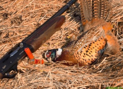 Волжанина поймали за браконьерство