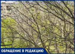 В Волжском возник конфликт вокруг деревьев: жители и УК по-разному видят проблему