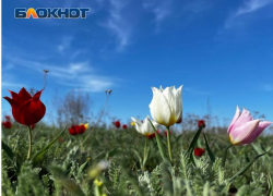 Штраф в миллион рублей ждет волжан за букет степных тюльпанов
