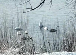 Белоснежные гости на Ахтубе: житель села Заплавное снял на видео стаю лебедей