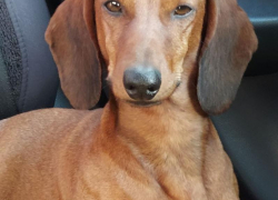 Песик с милой кличкой Смайлик потерялся в Волжском