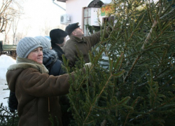 В Урюпинске мужчина незаконно торговал соснами