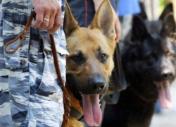 Пьяный волжанин сообщил о несуществующей бомбе в кафе