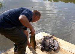 Волжане могут "подхватить" описторхоз 
