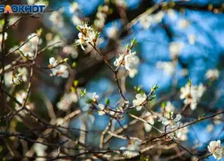 ФАС заморозила тендер ﻿﻿﻿на полив и побелку деревьев в Волжском