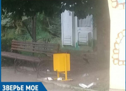 Бесстрашные вороны-мусорщики обитают в волжском парке