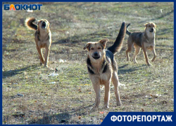 Злые, потому что несчастные: стаи бездомных собак на улицах Волжского