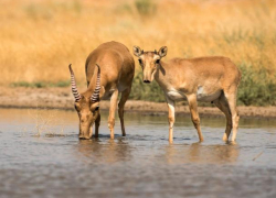 Сайгаки пришли в Волгоградскую область на водопой